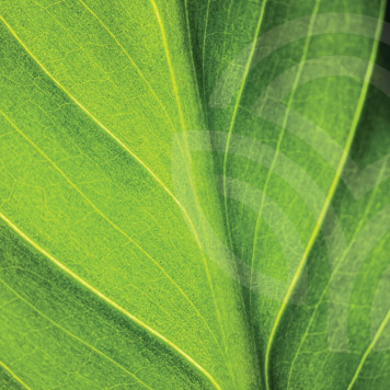 Liquid Chlorophyll NSP NSP, model 1580| Obraz nr 1