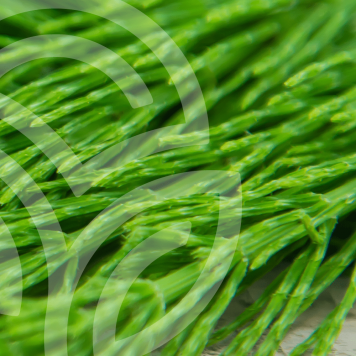 HSN-W NSP NSP, model 935| Obraz nr 1